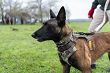 Uprząż - szelki dla psa 5.11 MISSION READY DOG HARNESS, Kolor: BDLD TN PCTN - 6