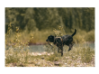 Obroża dla psa - 5.11 MISSION READY DOG COLLAR, Kolor: FLUORSCN ORG - 11
