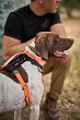 Uprząż - szelki dla psa 5.11 MISSION READY DOG HARNESS, Kolor: FLUORSCN ORG - 3