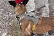 Uprząż - szelki dla psa 5.11 MISSION READY DOG HARNESS, Kolor: VOLCANIC - 7