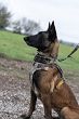 Uprząż - szelki dla psa 5.11 MISSION READY DOG HARNESS, Kolor: VOLCANIC - 5